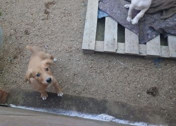 DEPARTAMENTO DE PROTEÇÃO E BEM-ESTAR ANIMAL REGISTRA AUMENTO DE ABANDONOS EM SOLEDADE