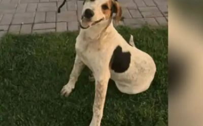 MAIS UM CACHORRO COMUNITÁRIO É MORTO A TIROS, AGORA EM ABACATE NO PARANÁ