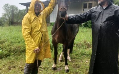 DEPARTAMENTO DE PROTEÇÃO E BEM-ESTAR ANIMAL RESGATA CAVALO EM SITUAÇÃO DE ABANDONO