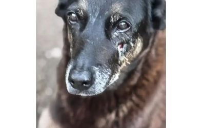 CASO ORELHA: O QUE SE SABE ATÉ AGORA SOBRE A MORTE DO CÃO COMUNITÁRIO EM PRAIA CATARINENSE 