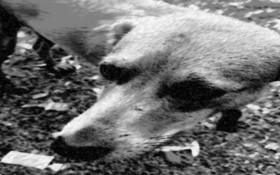 ERVAL SECO — UM CASO QUE REVOLTA A COMUNIDADE E REFORÇA A NECESSIDADE DE RIGOR CONTRA CRIMES DE MAUS-TRATOS A ANIMAIS.