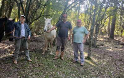 EQUINOS EM SITUAÇÃO DE ABANDONO SÃO RECOLHIDOS PELO DEPARTAMENTO DE PROTEÇÃO E BEM-ESTAR ANIMAL